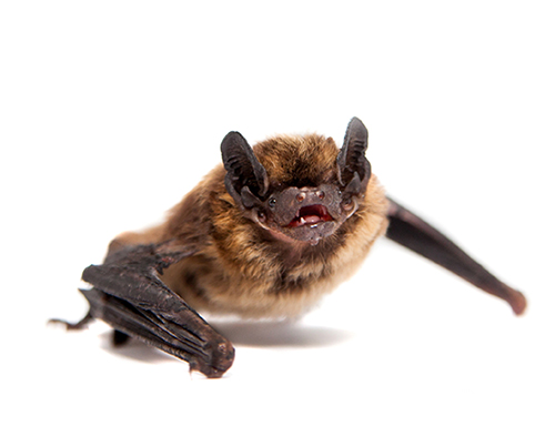 Harpers Ferry Bat Control