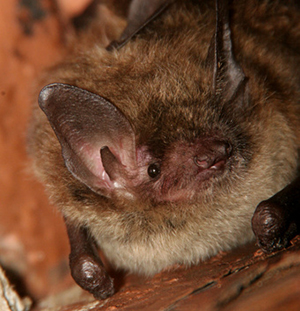 Columbus Little Brown Bat